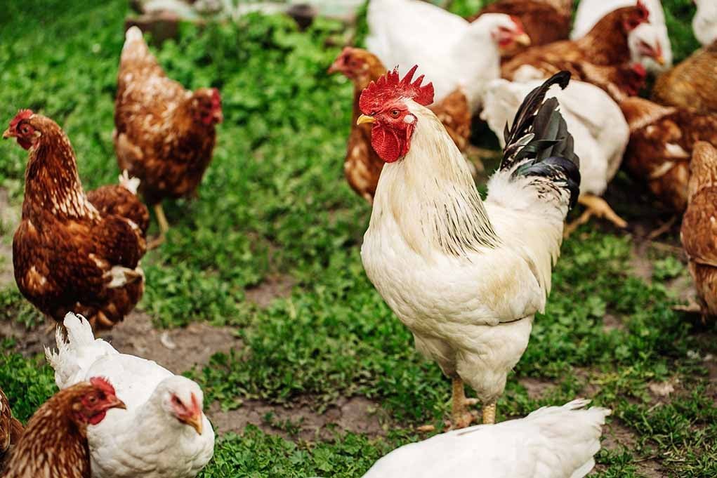 trại gà đá cần thơ,Trại gà đá Cần Thơ: Điểm đến không thể bỏ lỡ trại gà đá cần thơ,Trại gà đá Cần Thơ: Điểm đến không thể bỏ lỡ