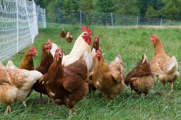 cách cắt lông gà đá cựa sắt,Cách Cắt Lông Gà Đá Cựa Sắt: Hướng Dẫn Chi Tiết Độ C cách cắt lông gà đá cựa sắt,Cách Cắt Lông Gà Đá Cựa Sắt: Hướng Dẫn Chi Tiết Độ C