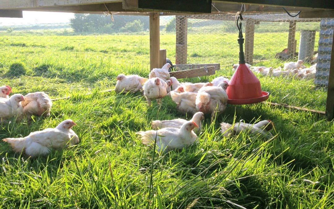 gà que trích và những trận đá thomo mới nhất,Giới Thiệu Những Trận Đá Thomo Mới Nhất Với Gà Que Trích gà que trích và những trận đá thomo mới nhất,Giới Thiệu Những Trận Đá Thomo Mới Nhất Với Gà Que Trích