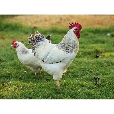 trực tiếp đá gà thomo 999,Trực tiếp đá gà thomo 999: Cập nhật mới nhất về cuộc chiến gà đòn số 1 trực tiếp đá gà thomo 999,Trực tiếp đá gà thomo 999: Cập nhật mới nhất về cuộc chiến gà đòn số 1