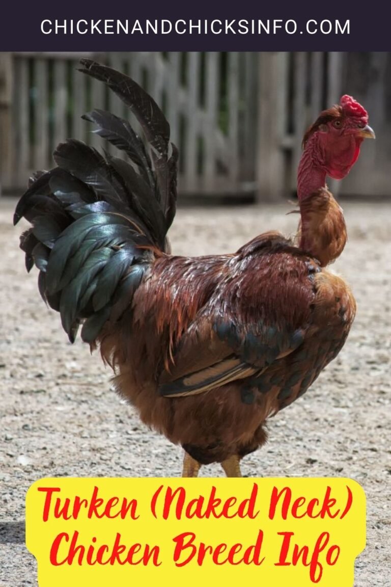 cho gà đá ăn đậu xanh cho gà đá ăn đậu xanh
