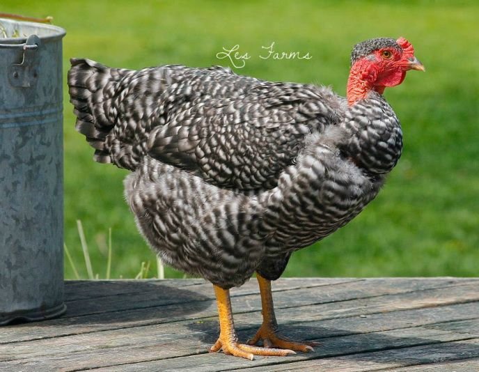 đá gà việt yên bắc giang,Đá gà Việt Yên Bắc Giang: Sự Kỳ Lân Trong Văn Hóa Đá Gà Miền Bắc đá gà việt yên bắc giang,Đá gà Việt Yên Bắc Giang: Sự Kỳ Lân Trong Văn Hóa Đá Gà Miền Bắc