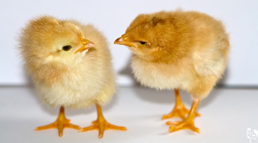 đá gà ngày 26 thang 11,Đá gà ngày 26 tháng 11: Sự kiện đặc biệt và những thông tin đáng chú ý đá gà ngày 26 thang 11,Đá gà ngày 26 tháng 11: Sự kiện đặc biệt và những thông tin đáng chú ý
