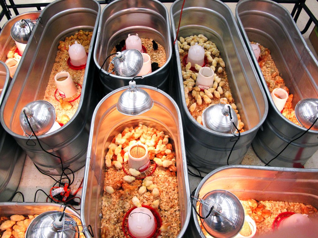 đá gà tre mỹ đá gà tre mỹ
