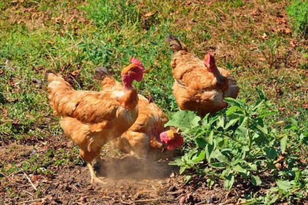 đá gà trực tiếp bình luận viên hôm nay,Đá gà trực tiếp: Giới thiệu chi tiết về giải trí này đá gà trực tiếp bình luận viên hôm nay,Đá gà trực tiếp: Giới thiệu chi tiết về giải trí này