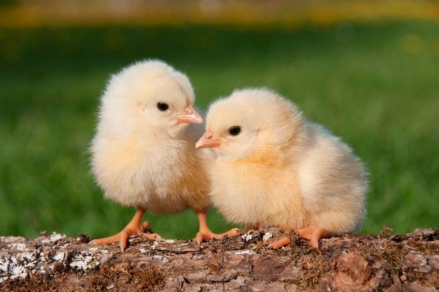 xem ngày tốt để đi đá gà,Thứ hai: Xem ngày tốt để đi đá gà xem ngày tốt để đi đá gà,Thứ hai: Xem ngày tốt để đi đá gà