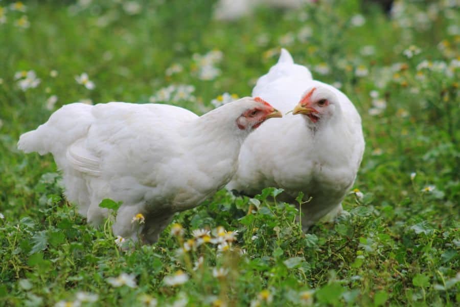 loối đá gà nhạn loối đá gà nhạn