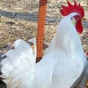 bắt đá gà quận 8 bắt đá gà quận 8