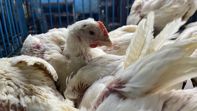 chợ tốt gà đá hậu giang chợ tốt gà đá hậu giang
