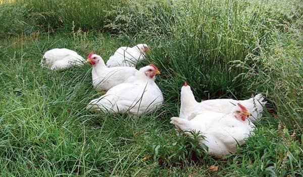 con cọp trong hội gà đá cựa sắt việt nam con cọp trong hội gà đá cựa sắt việt nam