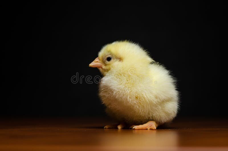 đá gà đòn 2019 đá gà đòn 2019