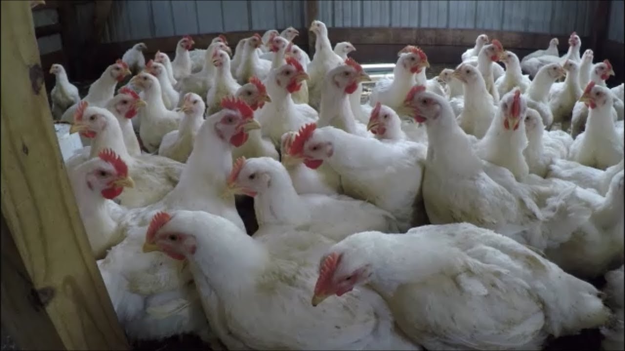 đá gà tre lai mỹ đá gà tre lai mỹ