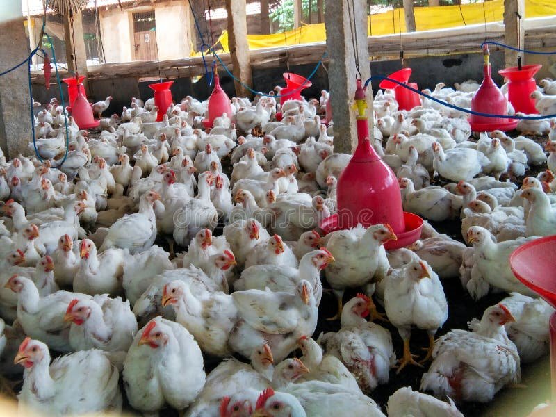 lẩu gà đá lê hồng phong lẩu gà đá lê hồng phong
