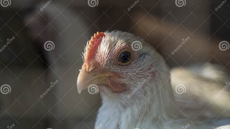 đá gà thomo mới hôm nay đá gà thomo mới hôm nay