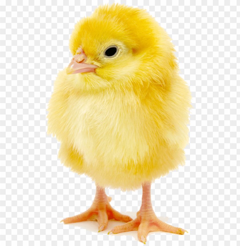 đá gà cam puchia đá gà cam puchia