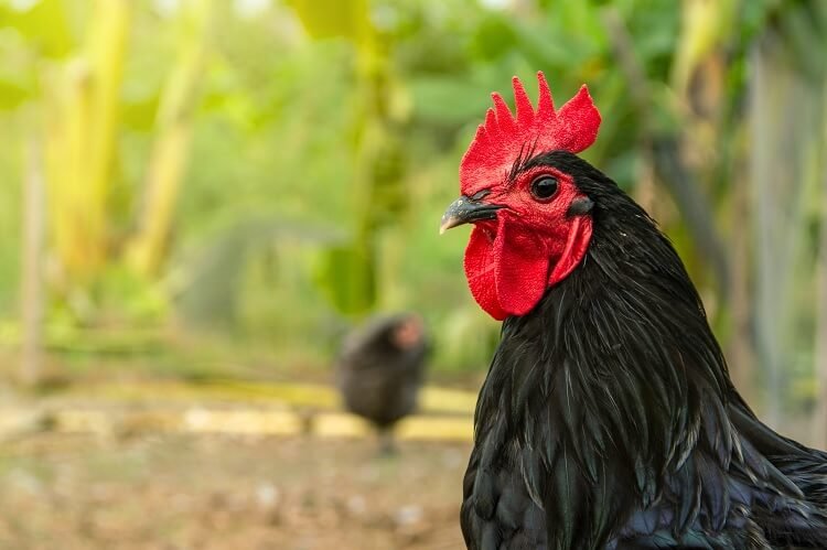 đá gà cựa sắt miền tây,Đá gà cựa sắt Miền Tây: Thứ hai – Đặc điểm và Lịch sử đá gà cựa sắt miền tây,Đá gà cựa sắt Miền Tây: Thứ hai – Đặc điểm và Lịch sử