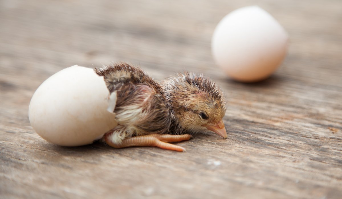 hình gà đá cựa,Giới thiệu chi tiết về hình gà đá cựa hình gà đá cựa,Giới thiệu chi tiết về hình gà đá cựa