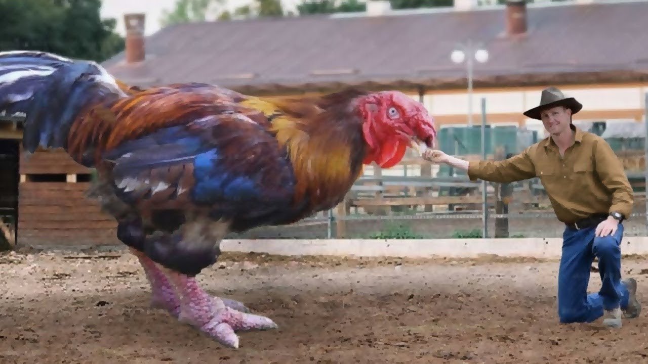 đá gà thomo trực tiếp hôm nay có bình luận,Đá gà Thomo trực tiếp hôm nay: Cập nhật chi tiết độ c và bình luận đá gà thomo trực tiếp hôm nay có bình luận,Đá gà Thomo trực tiếp hôm nay: Cập nhật chi tiết độ c và bình luận