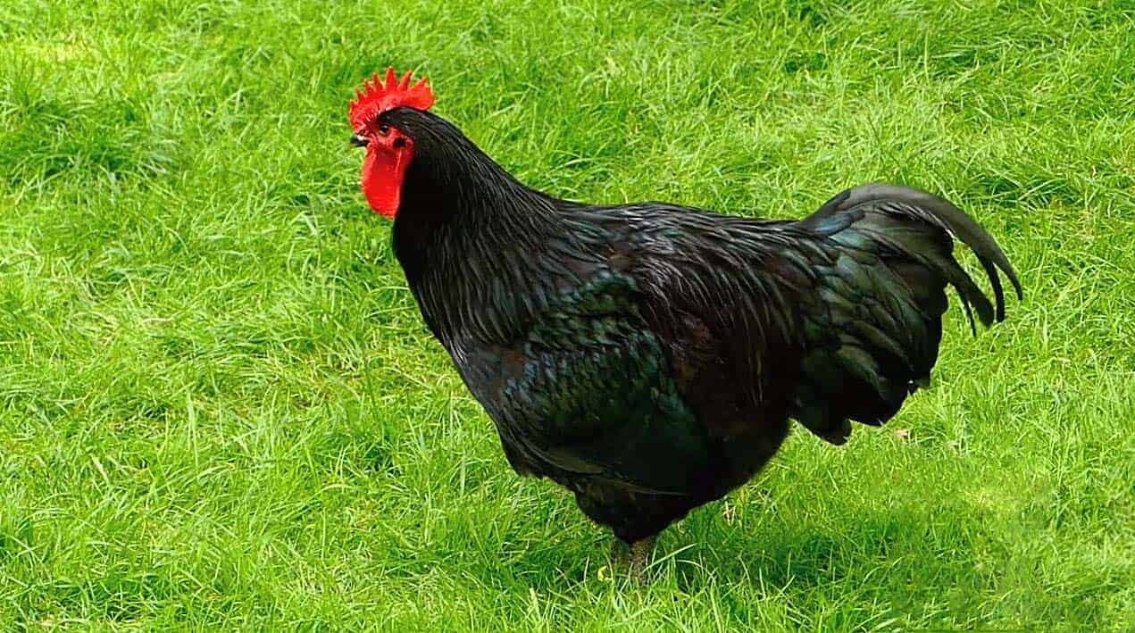 đá gà siêu mỹ cựa sắt đá gà siêu mỹ cựa sắt