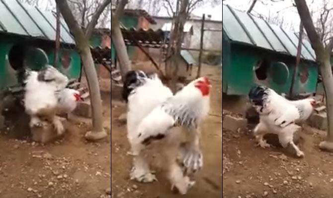 cách tắm gà tre đá,Cách Tắm Gà Tre Đá: Hướng Dẫn Chi Tiết Độ C cách tắm gà tre đá,Cách Tắm Gà Tre Đá: Hướng Dẫn Chi Tiết Độ C