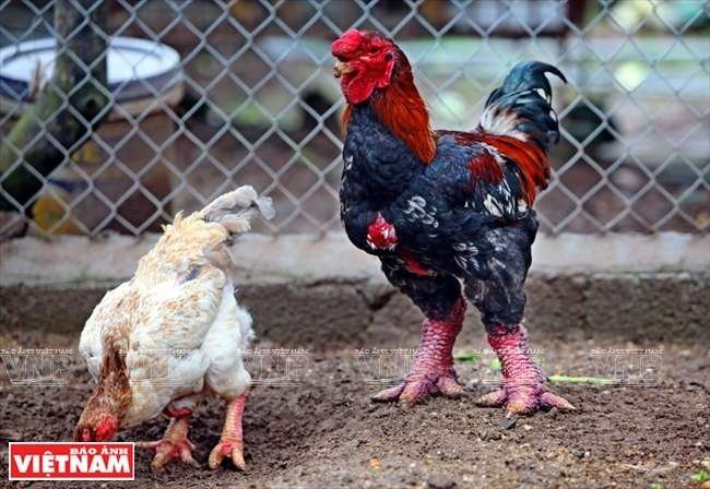 bambusa tuldoides trúc đùi gà hóp đá,Bambusa tuldoides – Trúc đùi gà hóp đá: Đặc điểm và Ý nghĩa bambusa tuldoides trúc đùi gà hóp đá,Bambusa tuldoides – Trúc đùi gà hóp đá: Đặc điểm và Ý nghĩa