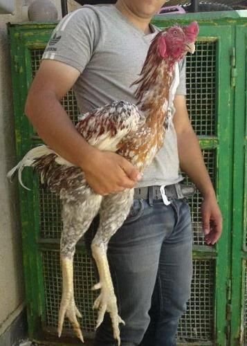 gà đá đòn hay nhất,Giới thiệu chi tiết về gà đá đòn – Một môn thể thao truyền thống độc đáo gà đá đòn hay nhất,Giới thiệu chi tiết về gà đá đòn – Một môn thể thao truyền thống độc đáo