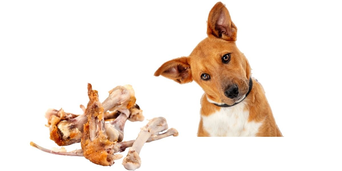 đá gà thomo trực tiếp hôm,Giới thiệu đá gà thomo trực tiếp hôm,Giới thiệu