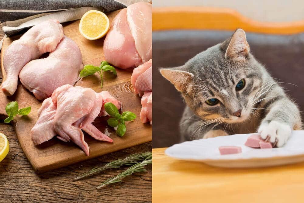 vụ đá gà ở bình dương,Đá gà ở Bình Dương: Bức tranh toàn cảnh về một hiện tượng xã hội vụ đá gà ở bình dương,Đá gà ở Bình Dương: Bức tranh toàn cảnh về một hiện tượng xã hội