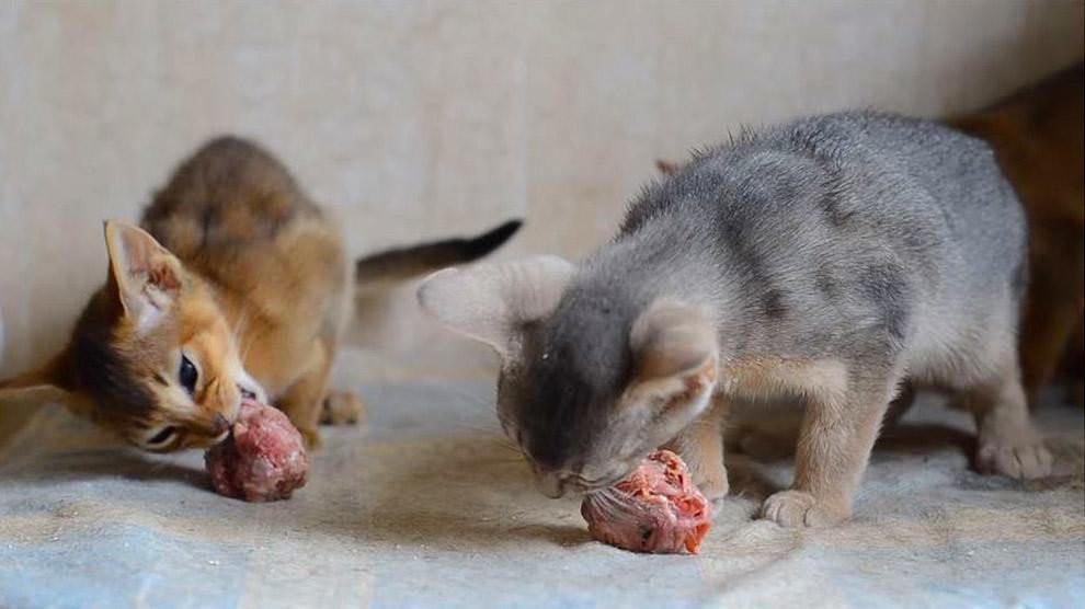 cách xả thuốc gà đá,Cách Xả Thuốc Gà Đá: Hướng Dẫn Chi Tiết và Lưu Ý Quan Trọng cách xả thuốc gà đá,Cách Xả Thuốc Gà Đá: Hướng Dẫn Chi Tiết và Lưu Ý Quan Trọng