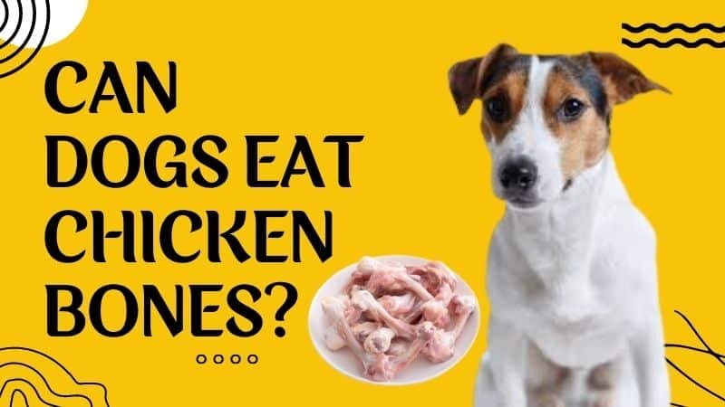 đá gà trực tiếp philippines,Lịch sử của đá gà trực tiếp Philippines đá gà trực tiếp philippines,Lịch sử của đá gà trực tiếp Philippines