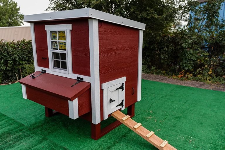 xem vảy chân gà đá cựa sắt xem vảy chân gà đá cựa sắt